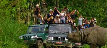 Jungle Safari